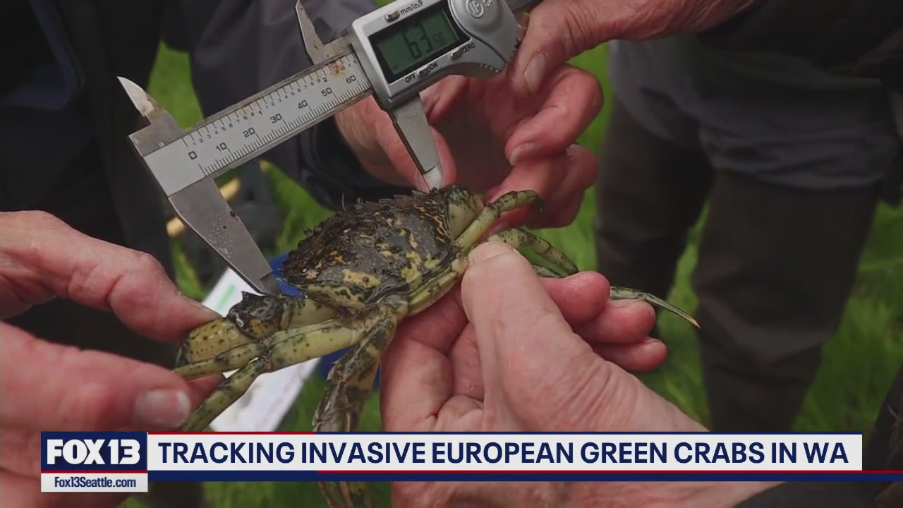Tracking invasive green crabs in WA