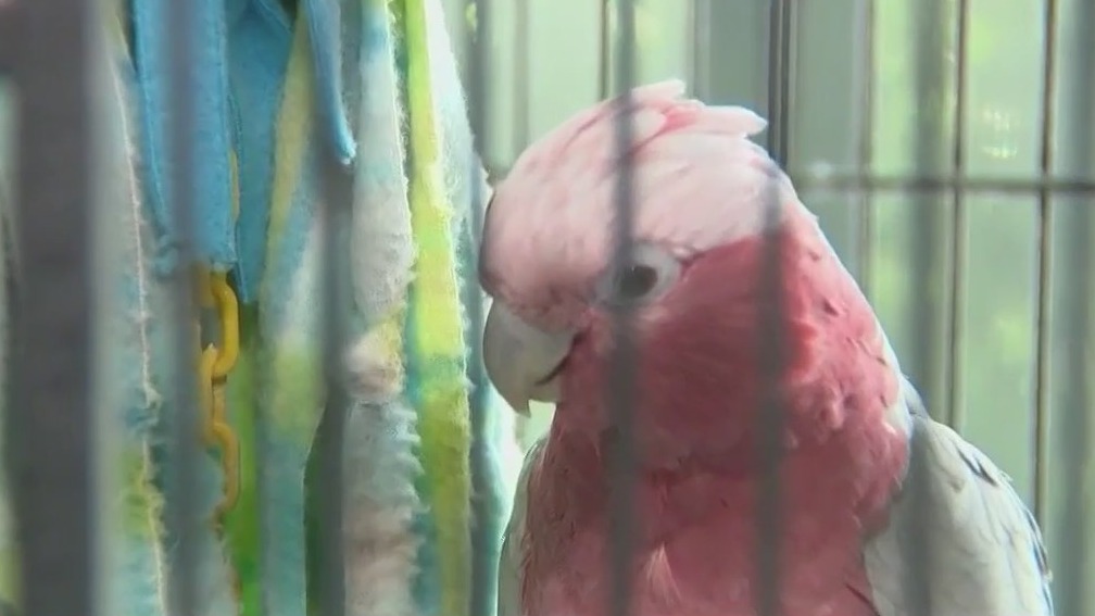 Woman finds homes for 100 animals