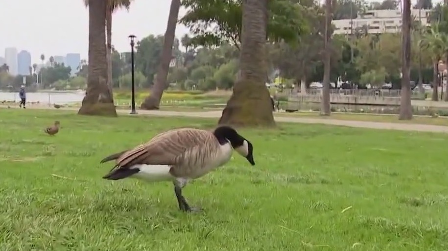 More than two dozen geese found with lead poisoning in DuPage County