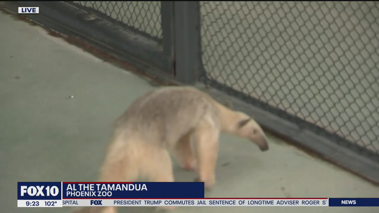 Animal ambassadors: Al the Tamandua at Phoenix Zoo