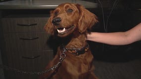 Dog spotted by Cook County K-9 officer at shelter finds forever home at 911 dispatch center