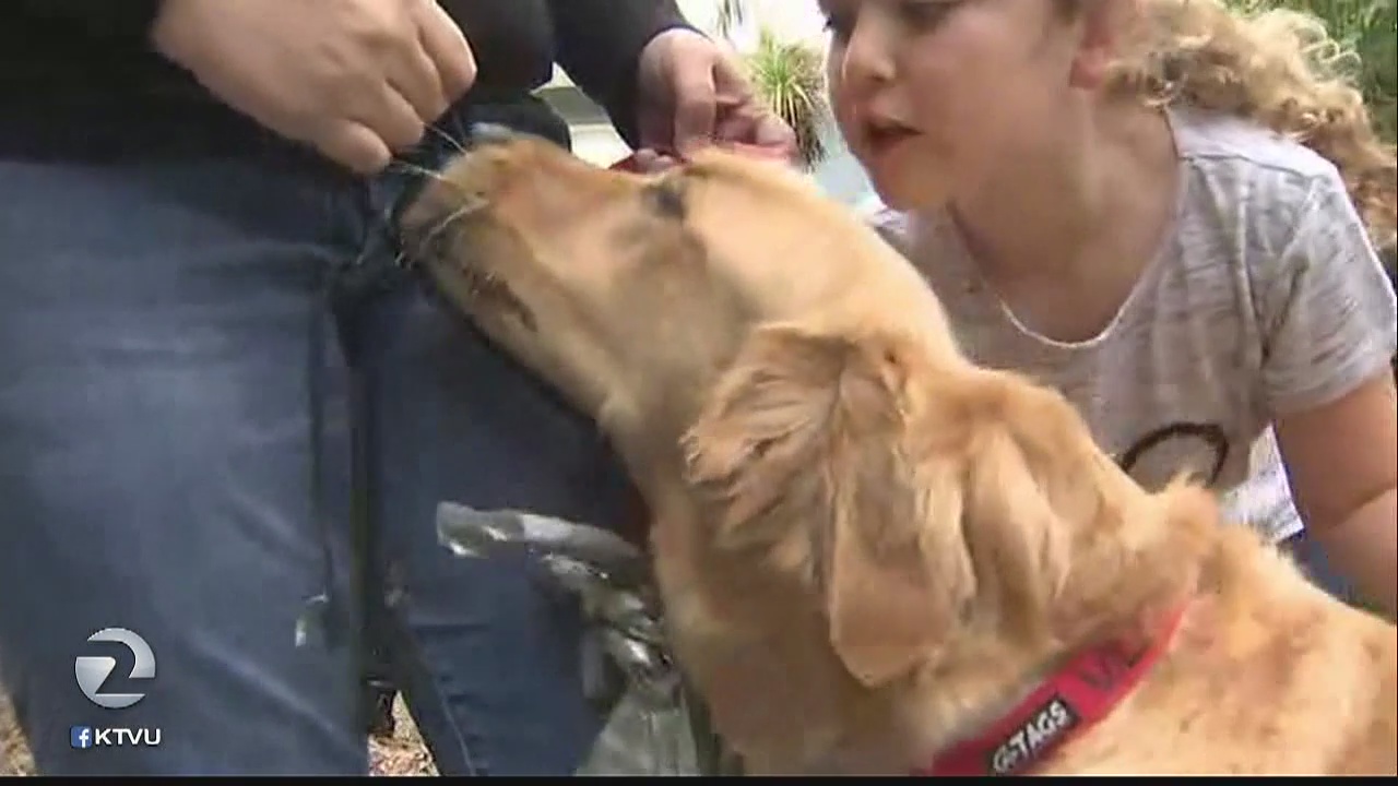 Daly City woman says 3 coyotes tried to attack dog while on walk with daughter