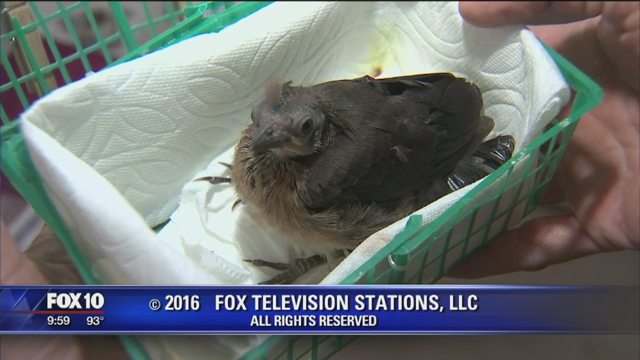 Cory's Corner: Liberty Wildlife