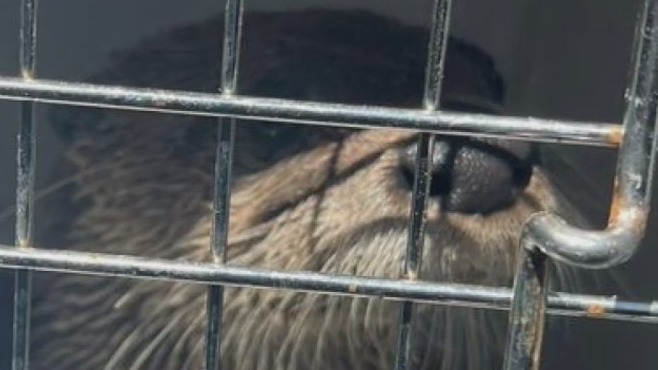 Baraboo zoo animals missing, habitat locks cut