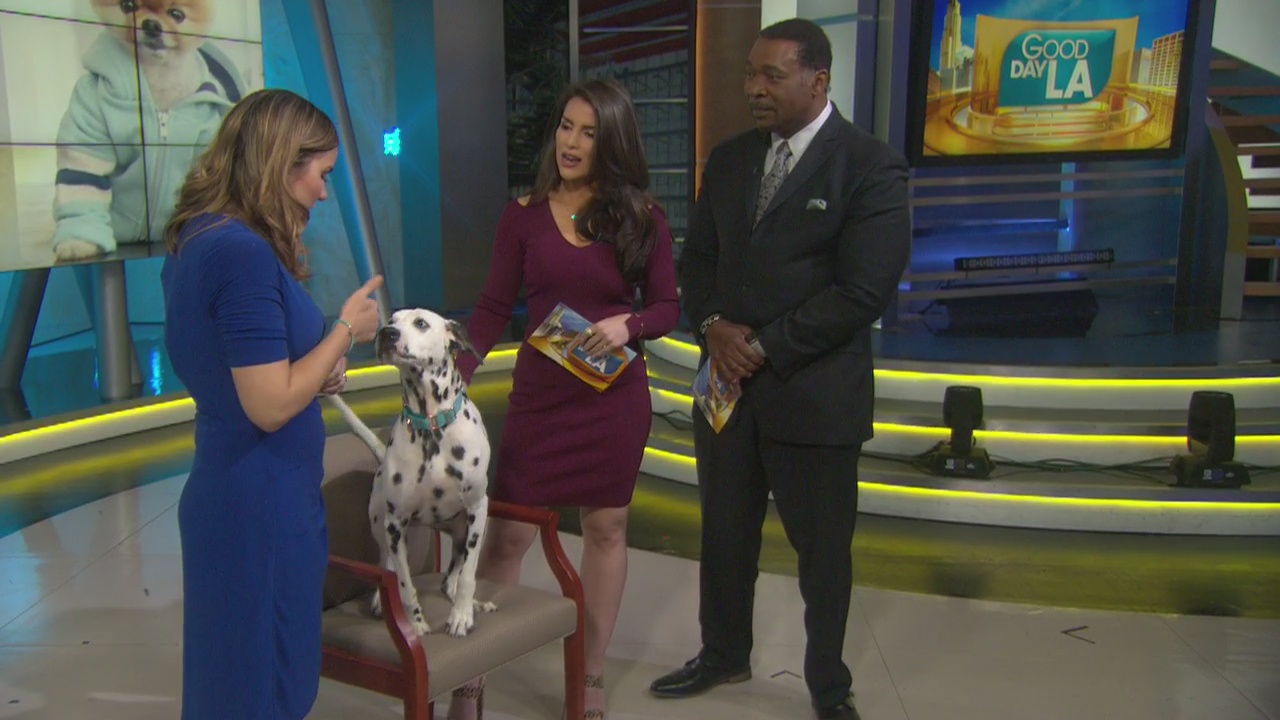 How to make your pet a social media star