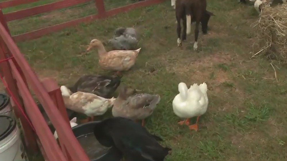 Parkview High petting zoo | Game of the week preview