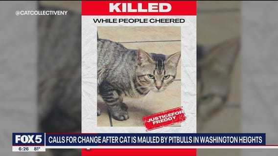 NYC shop cat mauled by pit bulls as owner 'cheered'