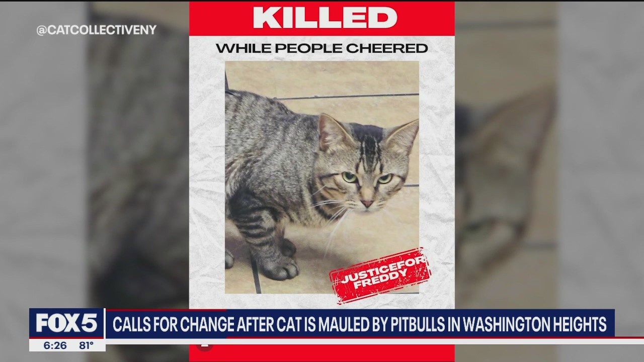 NYC shop cat mauled by pit bulls as owner 'cheered'