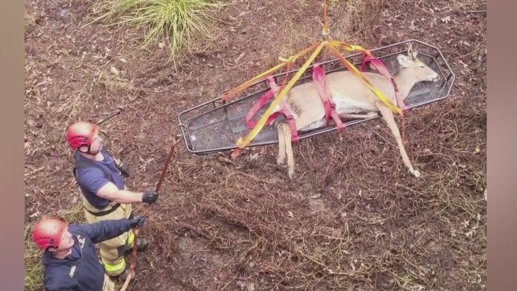 High-tech deer rescue at Jackson apartments