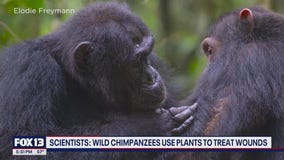 Wild chimpanzees use plants to treat wounds: scientists