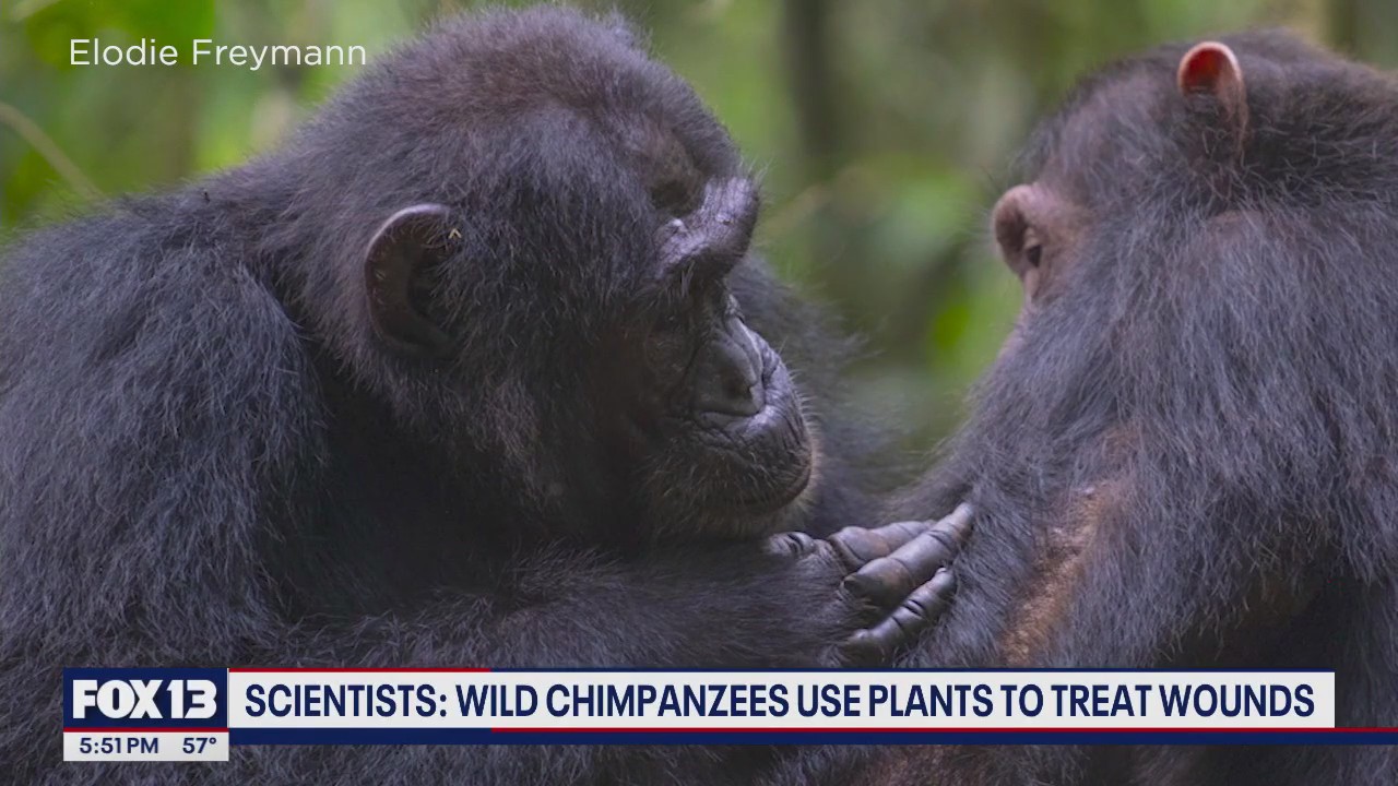 Wild chimpanzees use plants to treat wounds: scientists