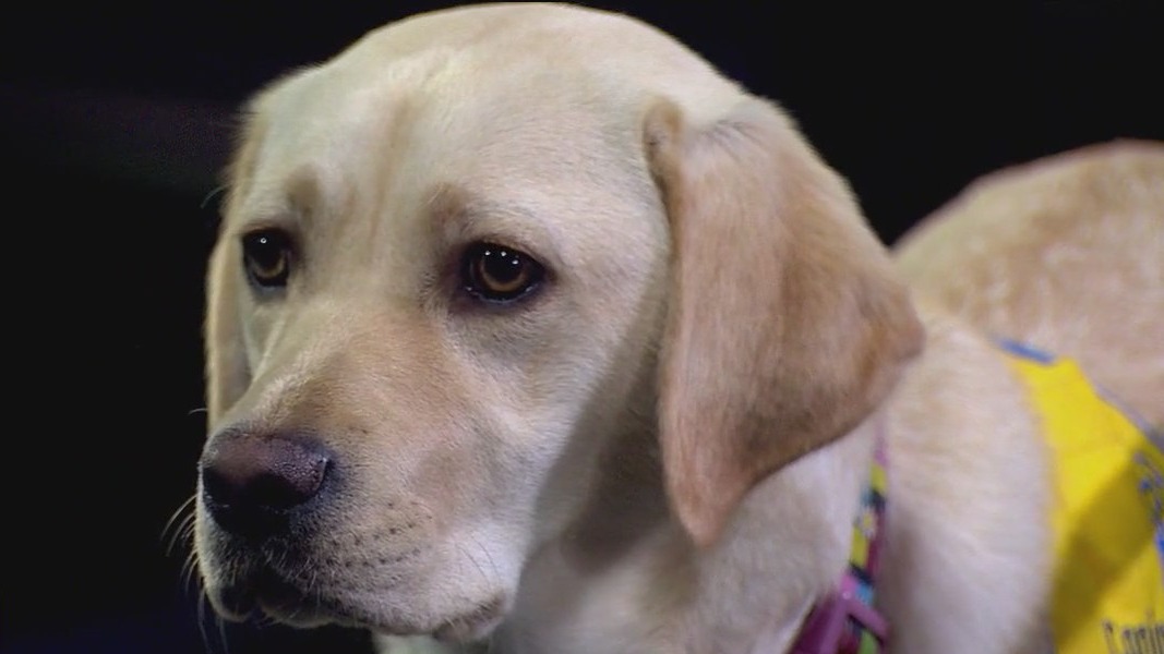 Canine Companions: Connecting people with disabilities with service dogs