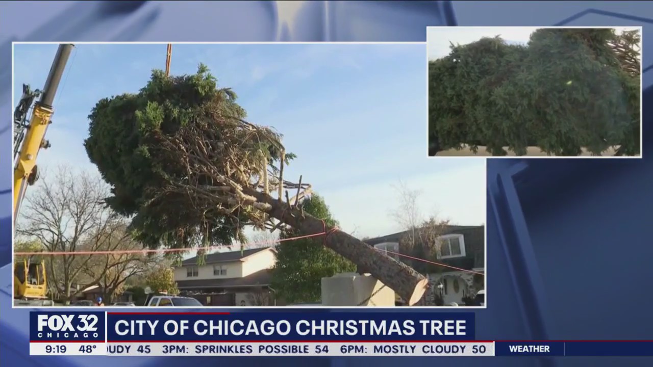 Quite the day in Darien as the city says goodbye to a giant tree