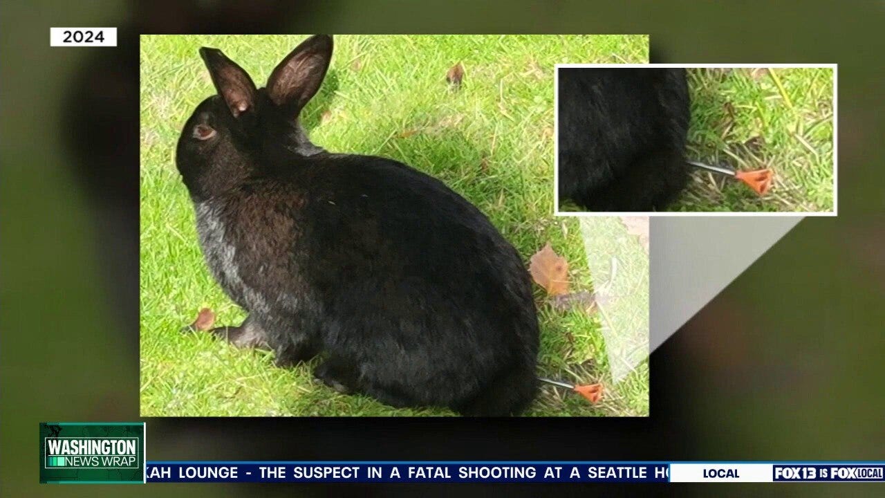 Teen charged for killing squirrels in park