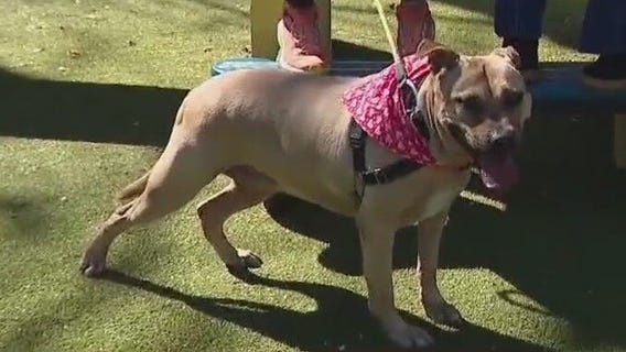 Pet of the Weekend: Mississippi