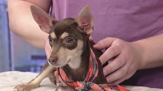 Meet Haven: Our Pet of the Day