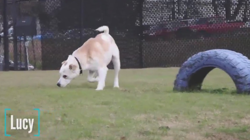 Pet of the Day: Lucy