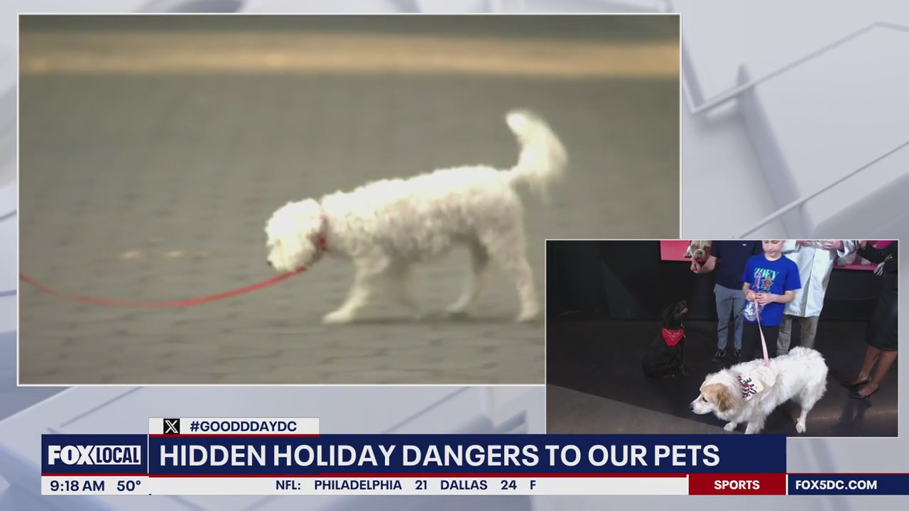 What not to feed your pet this Thanksgiving