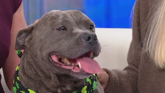 Meet Baby Girl: Our Pet of the Day