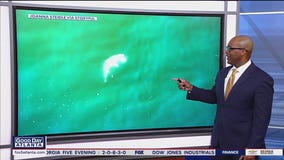 Drone catches shark hunting in New York