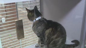 Arizona bill aims to crack down on animal cruelty