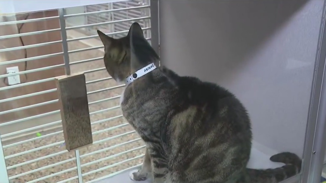 Arizona bill aims to crack down on animal cruelty