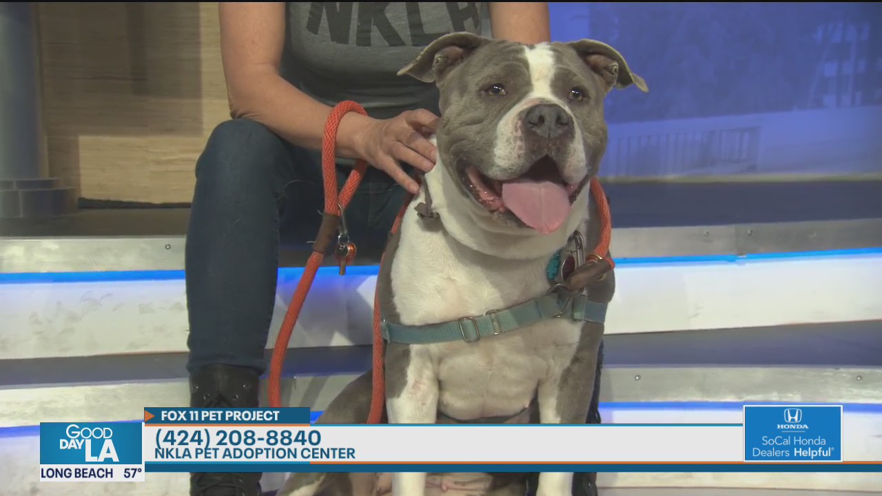 Pet Project: Casablanca from NKLA Pet Adoption Center