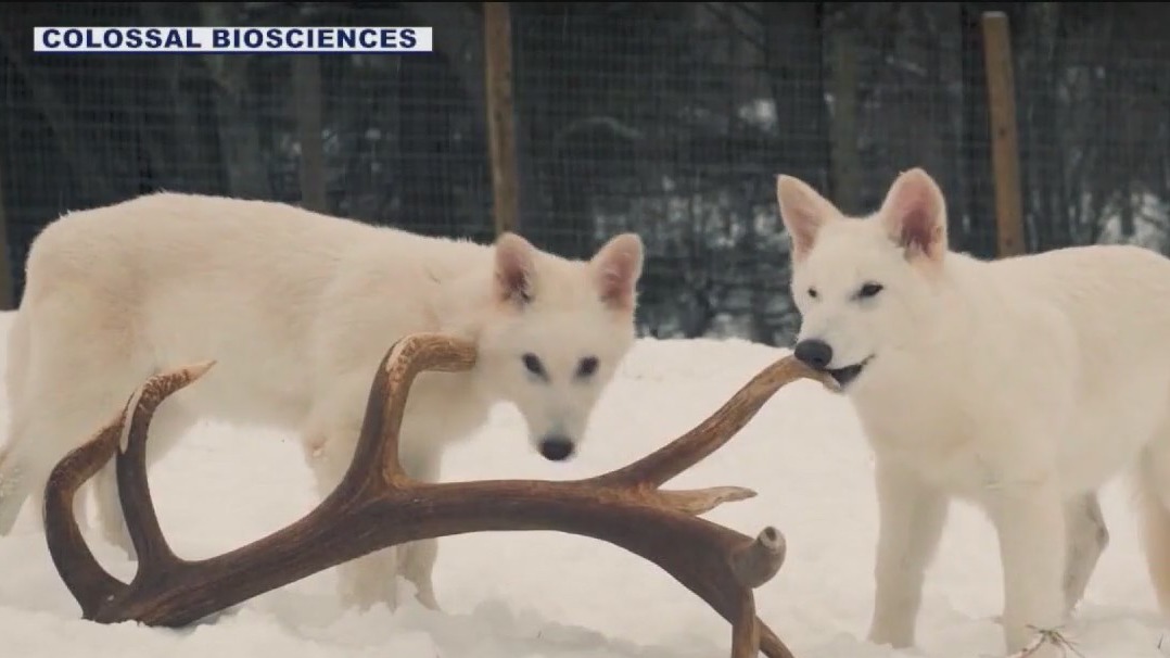 Did scientists actually de-extinct dire wolves? Not exactly