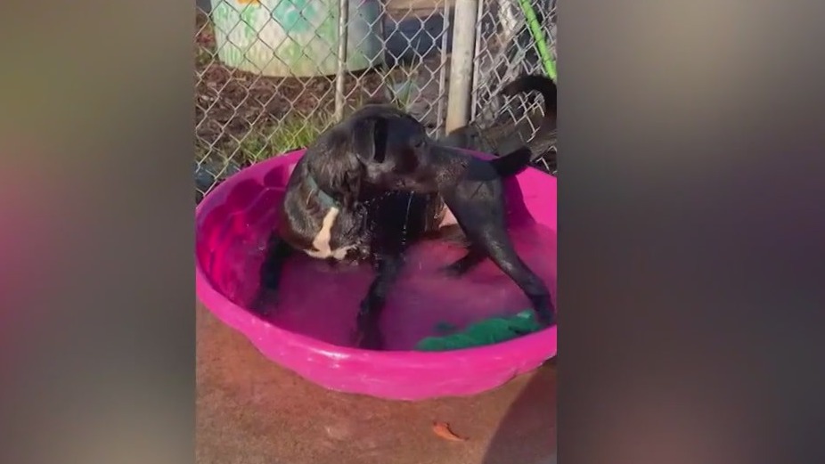 Meet Vernon: Good Day's Pet of the Day