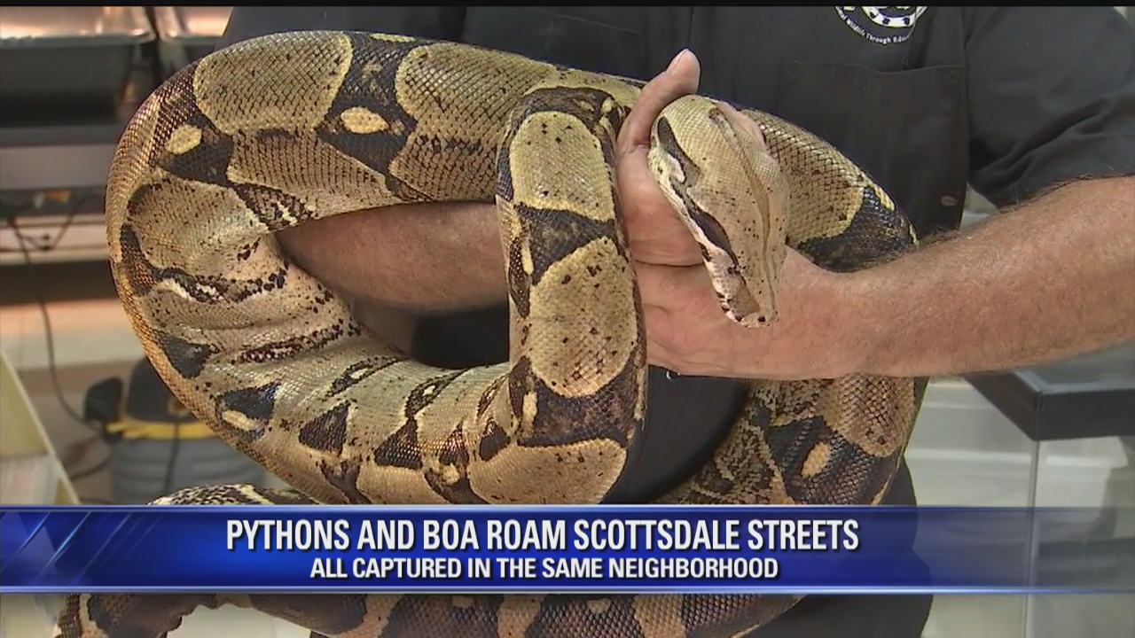 Scottsdale firefighters called to 3 snake removals