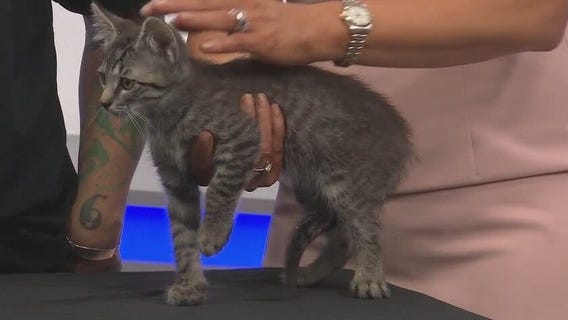 Adopt-A-Pet: Meet the cats and kittens in need of forever home