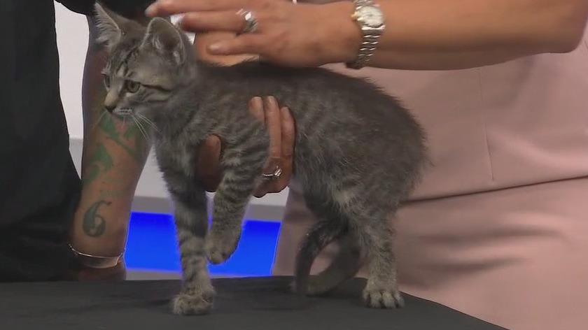 Adopt-A-Pet: Meet the cats and kittens in need of forever home