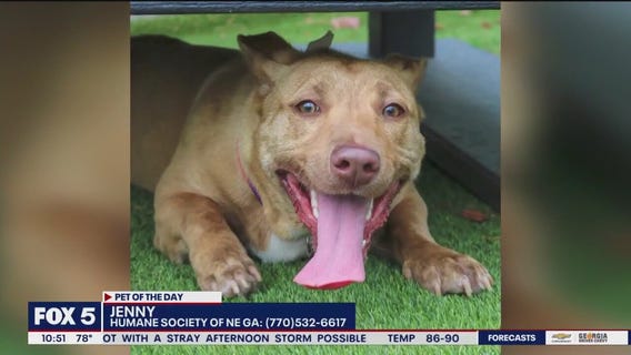 Pet of the Day from the Humane Society of NE Georgia