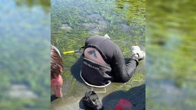 TikTok video of woman digging for geoduck in WA goes viral