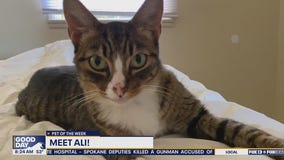Pet of the Week: Ali