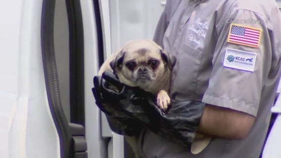 Multiple dogs removed from Campton Hills home