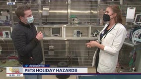 Ways to keep your pet out of the emergency room this holiday season