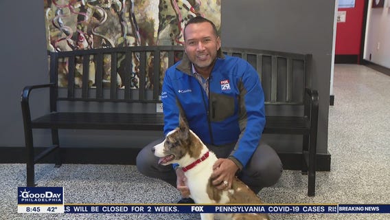 These furry friends are searching for furever homes!