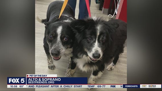 Pet of the Day with Best Friends Animal Society