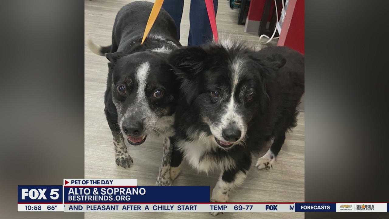 Pet of the Day with Best Friends Animal Society