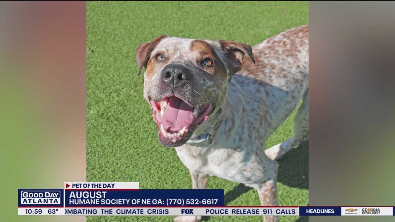 Pet of the Day from the Humane Society of Northeast Georgia