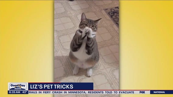 Liz's Pet Tricks for Friday, March 31