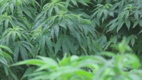 Minnesota THC testing confirms inconsistency