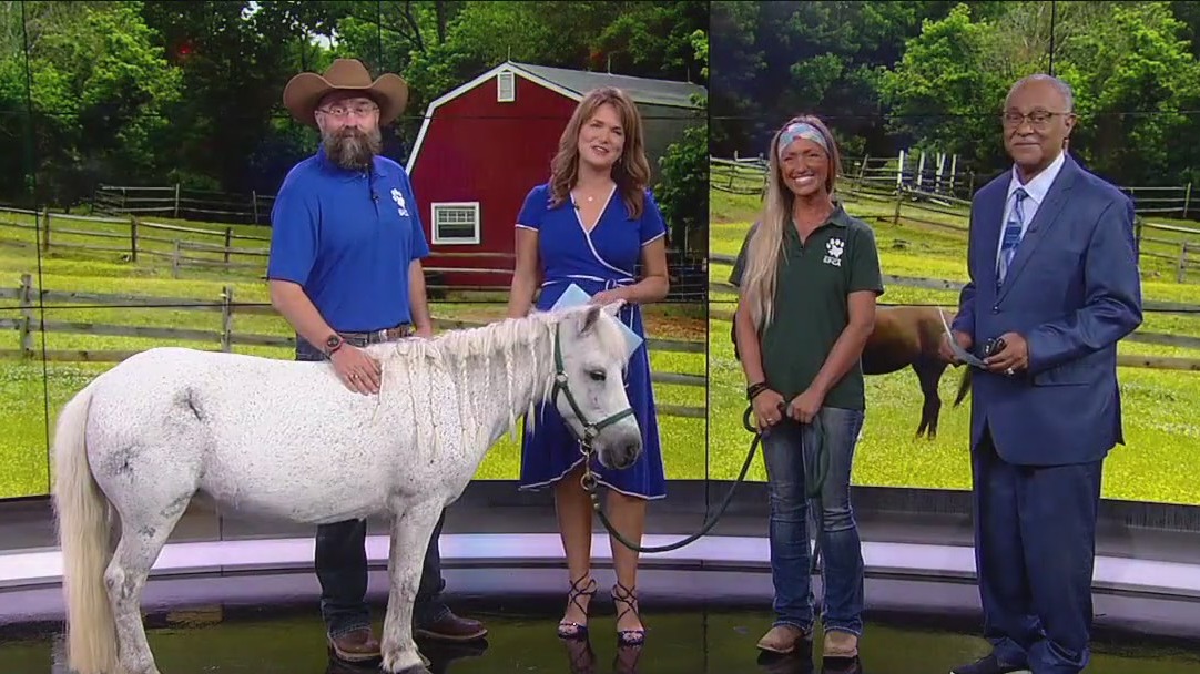 Mini horse 'Opal' up for adoption at Houston SPCA