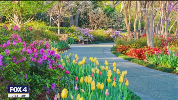 Dallas Blooms at the Arboretum: 500k spring flowers