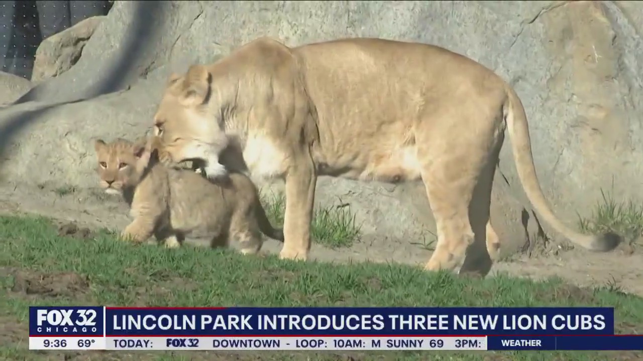 The latest additions to Lincoln Park Zoo's lion pride