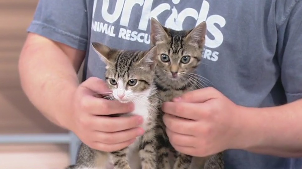 Meet Pia and Phoebe: Our Pets of the Day