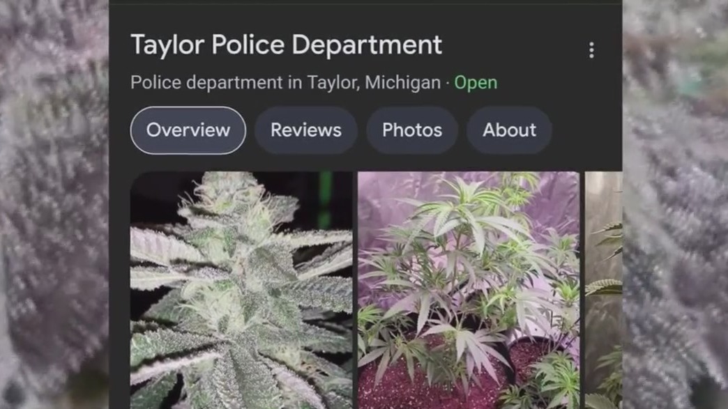 Pot photos pop up in Taylor police Google search