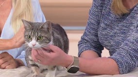 Meet Moon: Our Pet of the Day