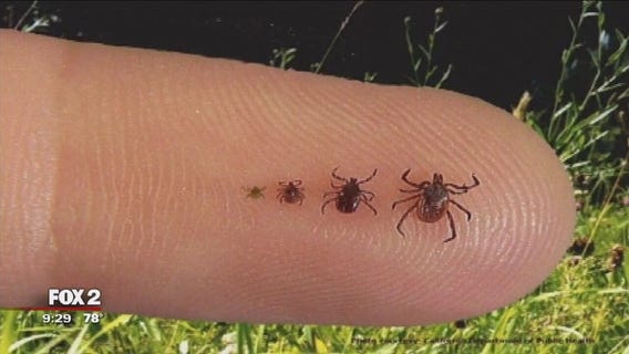 The Doctor Is In: Summer hazards